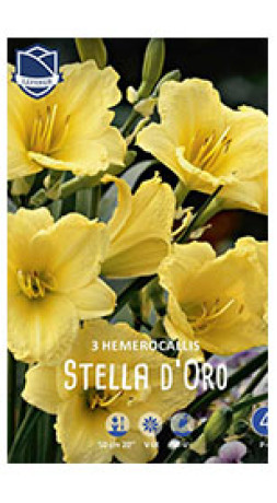 Хемерокаллис Stella d'Oro (Lefeber)