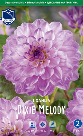 Георгина Dixie Melody (Lefeber)