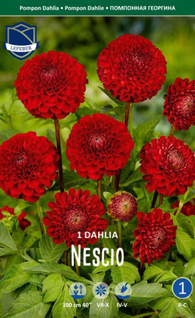 Георгина Nescio (Lefeber)