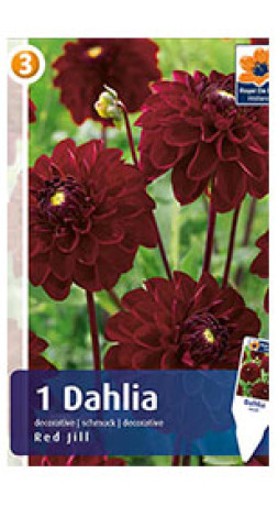 Георгина Red Jill (R. De Ree)