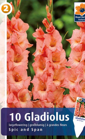 Гладиолус Spic and Span (R. De Ree)