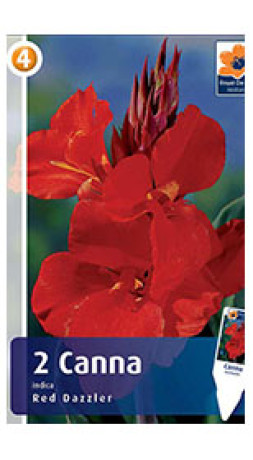 Канна Red Dazzler (R. De Ree)