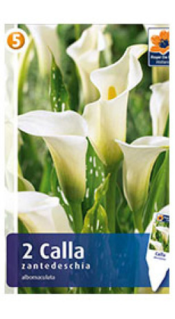 Калла Albomaculata (R. De Ree)