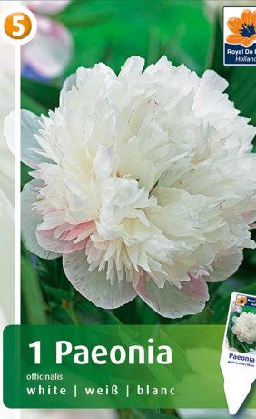 Пион officinalis white (R. De Ree)