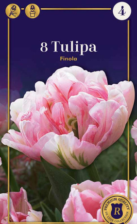 Тюльпаны Finola (серия Supreme) (R. De Ree)