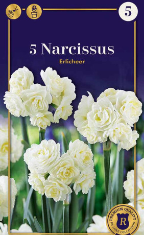 Нарциссы Erlicheer (R. De Ree)