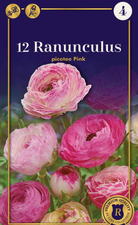 Ранункулус picotee Pink (R. De Ree)