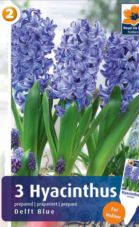 Гиацинты Delft Blue (R. De Ree)