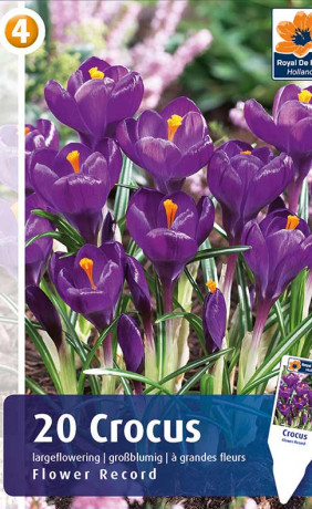 Крокусы Flower Record (R. De Ree)
