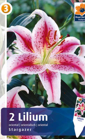 Лилия Stargazer (R. De Ree)