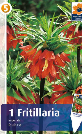 Фритиллярия Imperialis Rubra (R. De Ree)