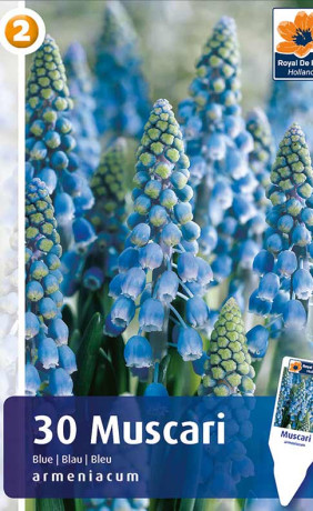 Мускари armeniacum Blue (R. De Ree)