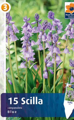 Сцилла campanulata blue (R. De Ree)