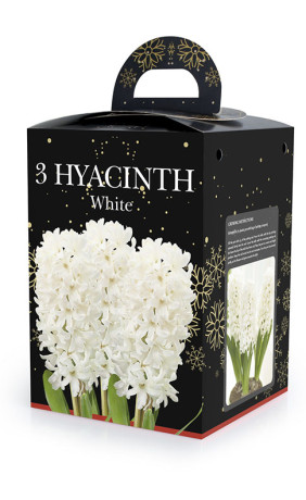 Гиацинты комнатные White в подарочной коробке (3 шт. в упак.) (R. De Ree)