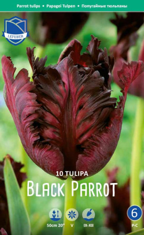 Тюльпаны Black Parrot (Блэк Пэррот)(Lefeber)