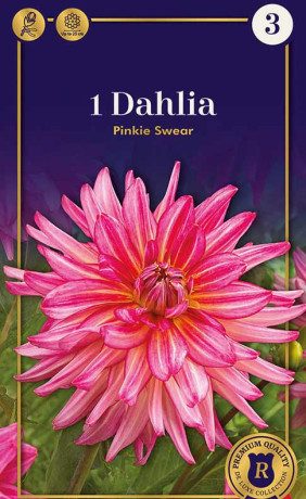 Георгина Pinkie Swear (R. De Ree)