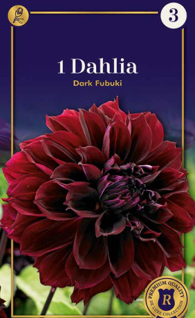 Георгина Dark Fubuki (R. De Ree)