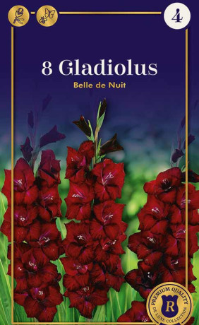 Гладиолус Belle de Nuit (R. De Ree)