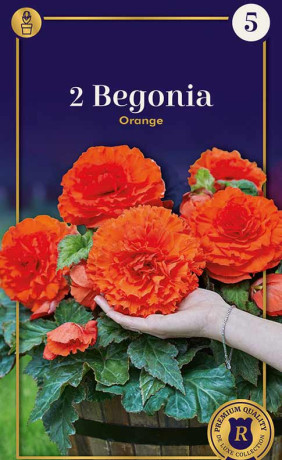 Бегония Orange (R. De Ree)
