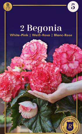 Бегония White-Pink (R. De Ree)