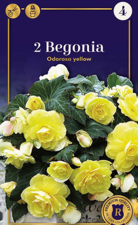 Бегония odorosa Yellow (R. De Ree)
