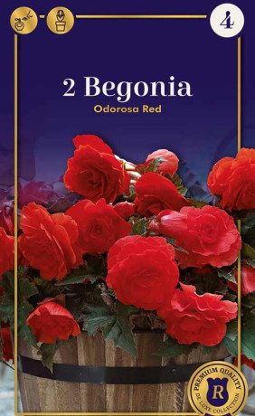 Бегония odorosa Red (R. De Ree)