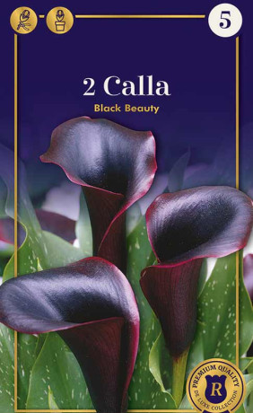 Калла Black Beauty (R. De Ree)
