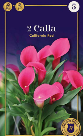 Калла California Red (R. De Ree)
