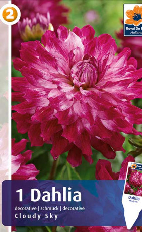 Георгина Cloudy Sky (R. De Ree)