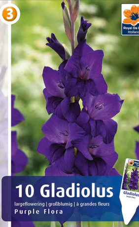 Гладиолус Purple Flora (R. De Ree)