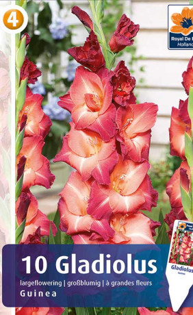 Гладиолус Guinea (R. De Ree)