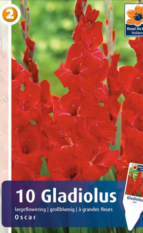 Гладиолус Oscar (R. De Ree)