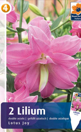 Лилия Lotus Joy (R. De Ree)