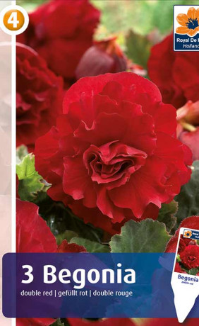 Бегония Double Red (R. De Ree)