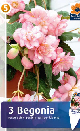 Бегония pendula Pink (R. De Ree)