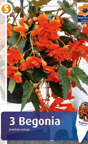 Бегония pendula Orange (R. De Ree)