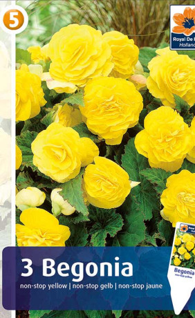 Бегония Non stop Yellow (R. De Ree)