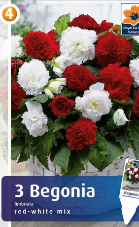 Бегония Fimbriata Red/White (R. De Ree)