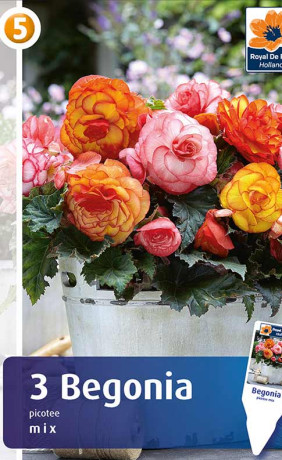 Бегония Picotee Mix (R. De Ree)