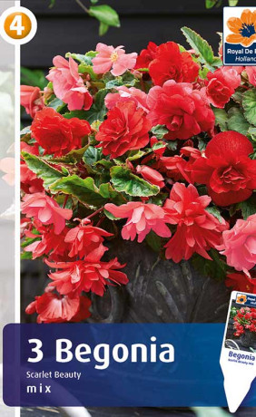 Бегония Scarlet Beauty Mix (R. De Ree)