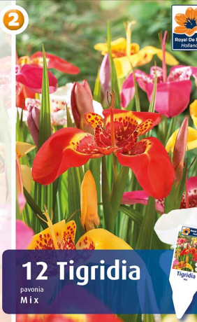 Тигридия pavonia Mix (R. De Ree)