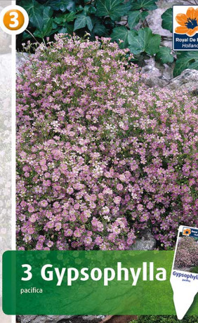 Гипсофила pacifica Pink (R. De Ree)