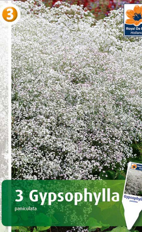 Гипсофила paniculata White (R. De Ree)