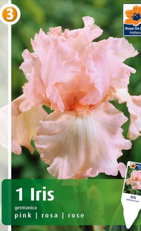 Ирис germanica Pink (R. De Ree)