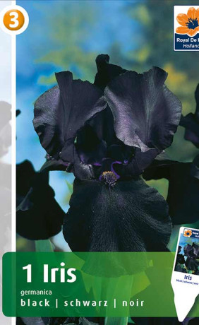 Ирис germanica Black (R. De Ree)
