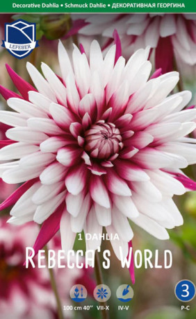 Георгина Rebecca's World (Lefeber)