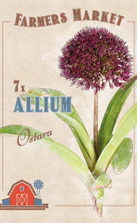 Аллиум Ostara (серия Farmers Market) (7 шт. в упак.) (R. De Ree)