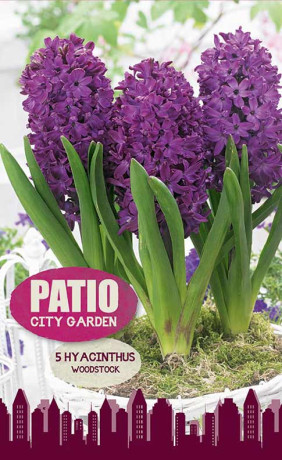 Гиацинты Woodstock (серия Patio City Garden) (5 шт. в упак.) (R. De Ree)