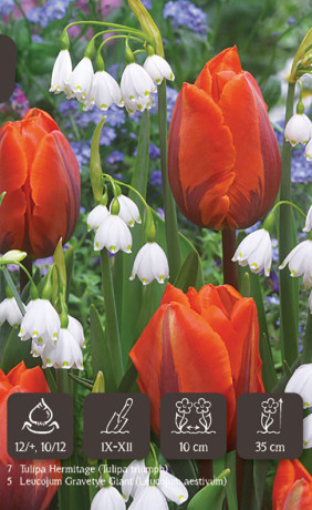 Набор луковиц Spring Glory (серия Dutch Vintage) (12 шт. в упак.) (R. De Ree)