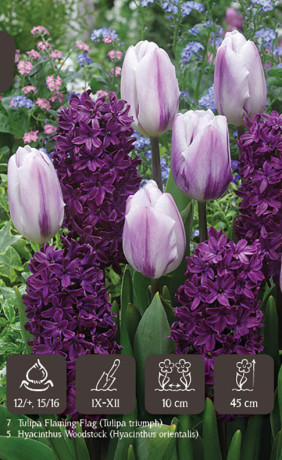 Набор луковиц Deep Purple (серия Dutch Vintage) (12 шт. в упак.) (R. De Ree)